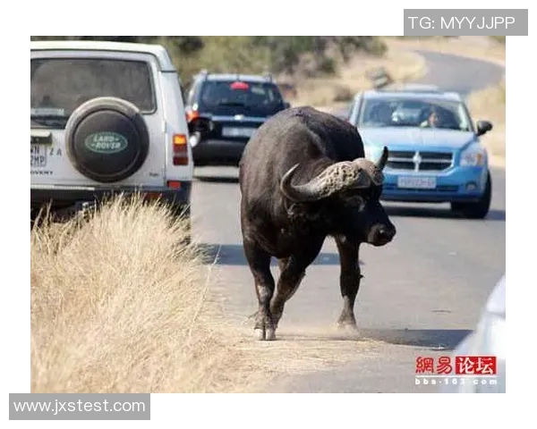 2019年7月7日埃及与南非激战回顾精彩瞬间与赛后分析